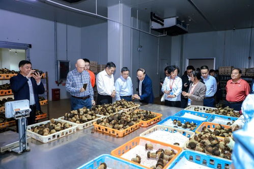 以菌為媒，共繪藍圖 2025國際黑牛肝菌技術創新大會在西雙版納成功舉辦